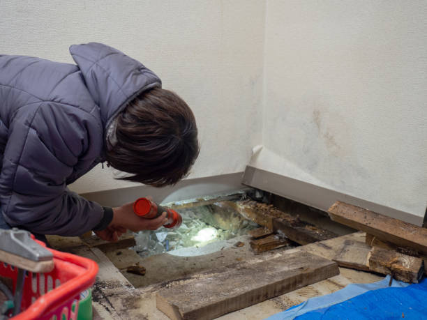 Best Industrial Mold Remediation  in Edwardsvle, IL